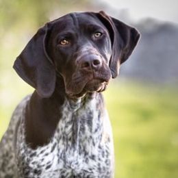 Scout - German Shorthaired Pointer