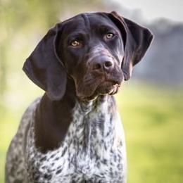 Scout - German Shorthaired Pointer