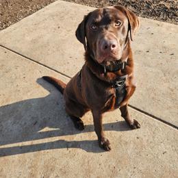 Bear - Chocolate male Labrador Retriever puppy in Elk Grove, California from Labrador Trails