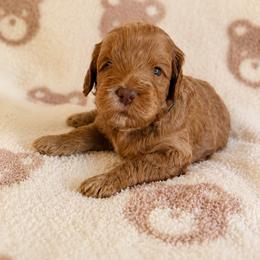 Tango Wool Timber - Caramel male Australian Labradoodle puppy in Otis, Massachusetts from Tango Wool Labradoodles