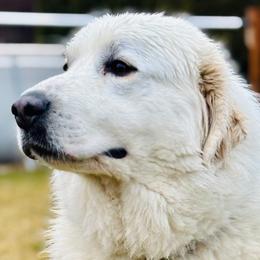 June - Great Pyrenees