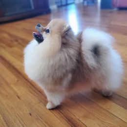 Pomeranians from Andrea's Pomeranians