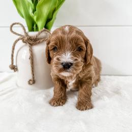 Cavapoo Puppies from Ruby's Cavapoos