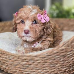 Saige - Gold and white female Shihpoo puppy in Hartville, Missouri from Petty Paws