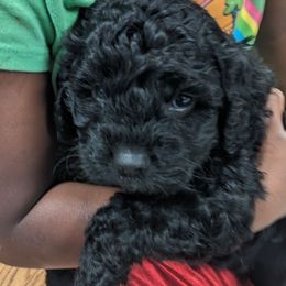 Connor - Black male Cavapoo puppy in East Earl, Pennsylvania from Puppy Adventures LLC