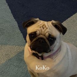 Pugs from KoMugPugs