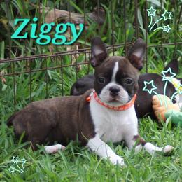 ZIGGY - Brindle and white female Boston Terrier puppy in Brooksville, Florida from Delamorés Pups