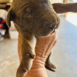 Boy 3 - Fawn male Great Dane puppy in Devine, Texas from Texas Devine Danes & Aussies