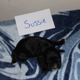 Sussie - Black and white male Cocker Spaniel puppy in Hickory, North Carolina from Home Grown Cocker Spaniels
