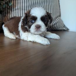 Chet - Liver and white male Shih Tzu puppy in West Pawlet, Vermont from Morgan's Shih Tzus