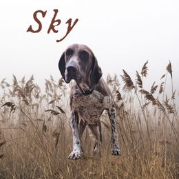 Sky - German Shorthaired Pointer