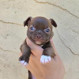 Girl - Chocolate and white female Chihuahua puppy in Vineland, New Jersey from Royal Companion's