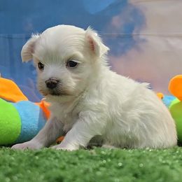 Ringo - White and tan male Maltese puppy in Aurora, Missouri from KnJ Precious Paws LLC