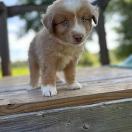 Freedom - Red merle male Miniature Australian Shepherd puppy in Doddridge, Arkansas from Huddleston Farm
