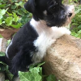 Miniature Schnauzers from Lord's Valley Ranch Schnauzers