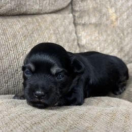 Maddie - Black and silver female Miniature Schnauzer puppy in Plaucheville, Louisiana from Honey Doux Southern Paws
