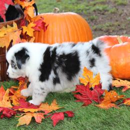 Australian Shepherd and Miniature Schnauzer Puppies from RM Aussies and Miniature Schnauzers