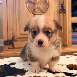 Boy 1 - Red male Pembroke Welsh Corgi puppy in Johnson City, Texas from McCall Creek Corgis