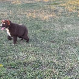 Australian Shepherds from Circle B working Aussies