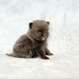 Blue AKC Girl - Blue female Pomeranian puppy in Princeton, New Jersey from PureLove Poms.
