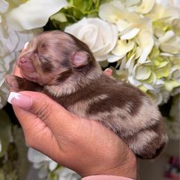 Mousse - Chocolate merle male Pomeranian puppy in Newport News, Virginia from Nel’s Pomeranians