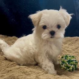Rolax - White male Maltese puppy in Buckeye, Arizona from Casper’s maltese