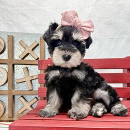 Sable - Black female Miniature Schnauzer puppy in Huntington, Utah from Schnauzers on Robinson Lane
