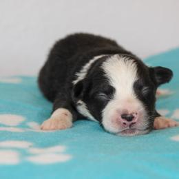 Waylon - Black tri-color male Australian Shepherd puppy in Crane, Missouri from Westrip Angus & Aussies