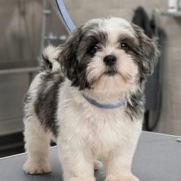 Divya - Shih Tzu