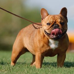 French Bulldog puppies from Painted Desert Frenchies