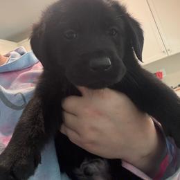Red - Black male Labrador Retriever puppy in Menifee, California from The Golden Leash Kennels