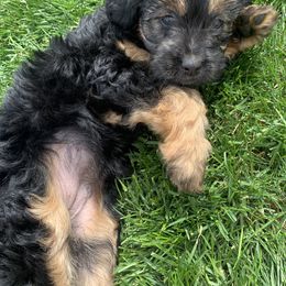 Aussiedoodle Puppies from North Idaho Miniature Aussiedoodles