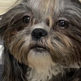 Shih Tzus from Bel Aire Beauties