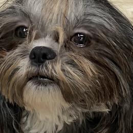 Shih Tzus from Bel Aire Beauties