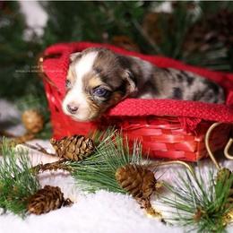 Seren - Blue merle female Miniature American Shepherd puppy in Kalama, Washington from Lone Pine Miniature American Shepherds