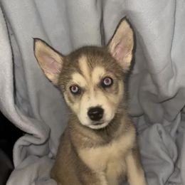 Spice - Sable and white Siberian Husky puppy in Rancho Cucamonga, California from Rice Breeders