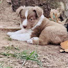 Red Tri girl - Red tri female Toy Australian Shepherd puppy in Oklahoma City, Oklahoma from Faith River Aussies