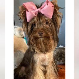 Koya - Yorkshire Terrier