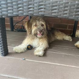 Havanese All Grown Up from Hashtag Havenese