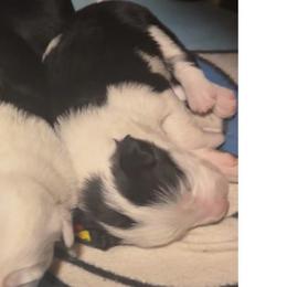September - Black and white female Border Collie puppy in Lebanon, Oregon from Cahill’s Canines
