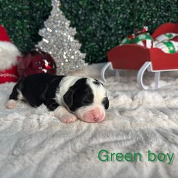 Green boy - Black and white male Bernedoodle puppy in Modesto, California from Two Doods Doodles