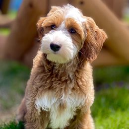 Australian Labradoodle Puppies from Cascade Canyon Labradoodles