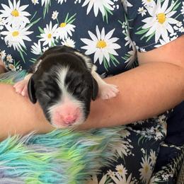 Freya - Black and white female English Springer Spaniel puppy in St Johnsbury, Vermont from Paradise Valley Springers