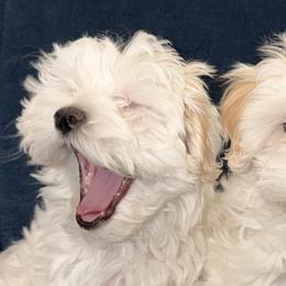 Maltipoos from Antonae Wallace