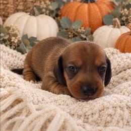 Jasper - Red male Dachshund puppy in Stoneville, North Carolina from Yadkin Valley Dachshunds