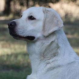 Holly - Labrador Retriever