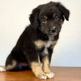Raven - Black tri female Miniature American Shepherd puppy in Eugene, Oregon from AKC Emerald Valley Minis