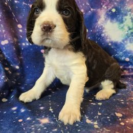 Pluto - Liver and white male English Springer Spaniel puppy in Terre Haute, Indiana from Muddy River Springers
