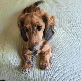 Pip - Dachshund