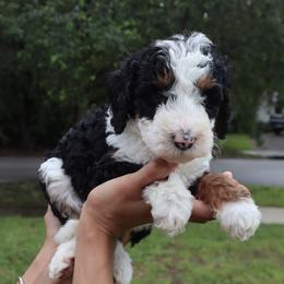Meadow (Pink Collar) - Tri-color female Bernedoodle puppy in Palmetto Bay, Florida from SOMIDOODLES